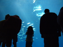 回遊する魚たち